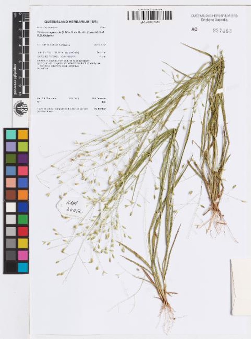 Panicum majusculum photo 3