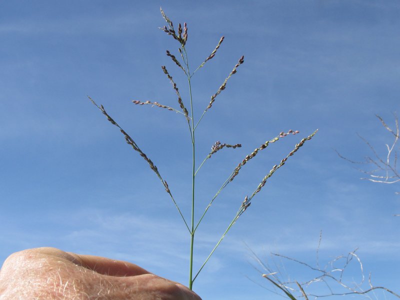 Panicum