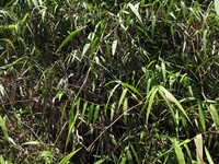 Panicum malacotrichum