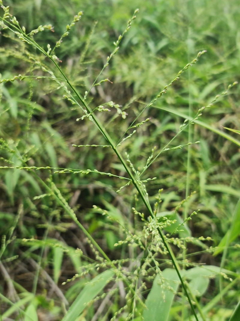 Panicum malacotrichum photo 2