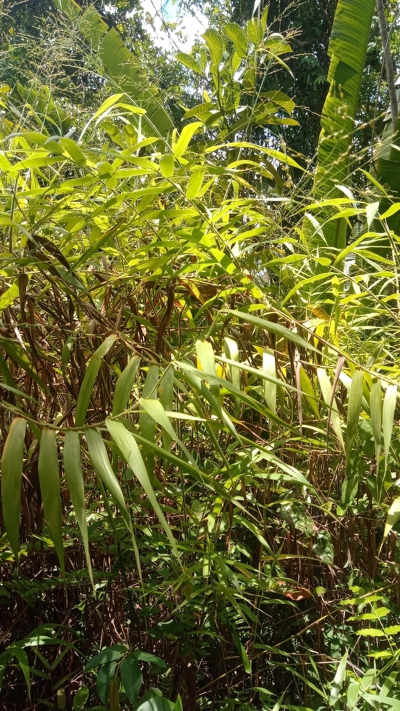 Panicum malacotrichum photo 3