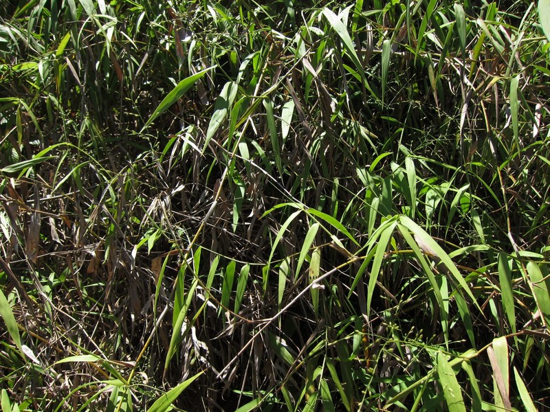 Panicum malacotrichum photo 6