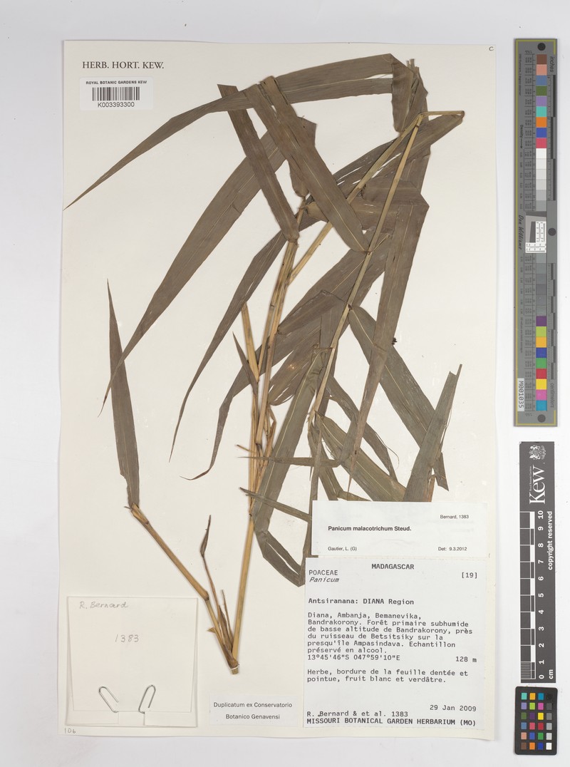 Panicum malacotrichum photo 7