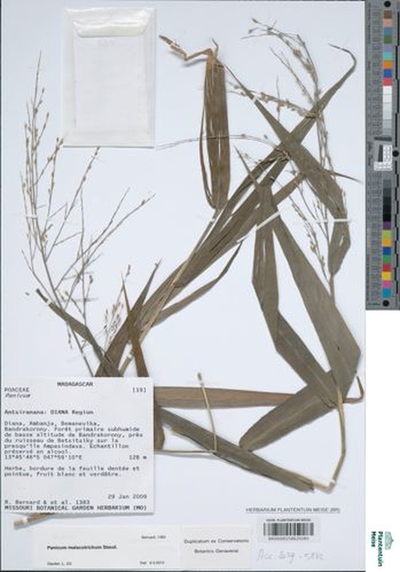 Panicum malacotrichum photo 8