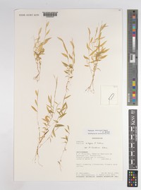 Panicum manongarivense