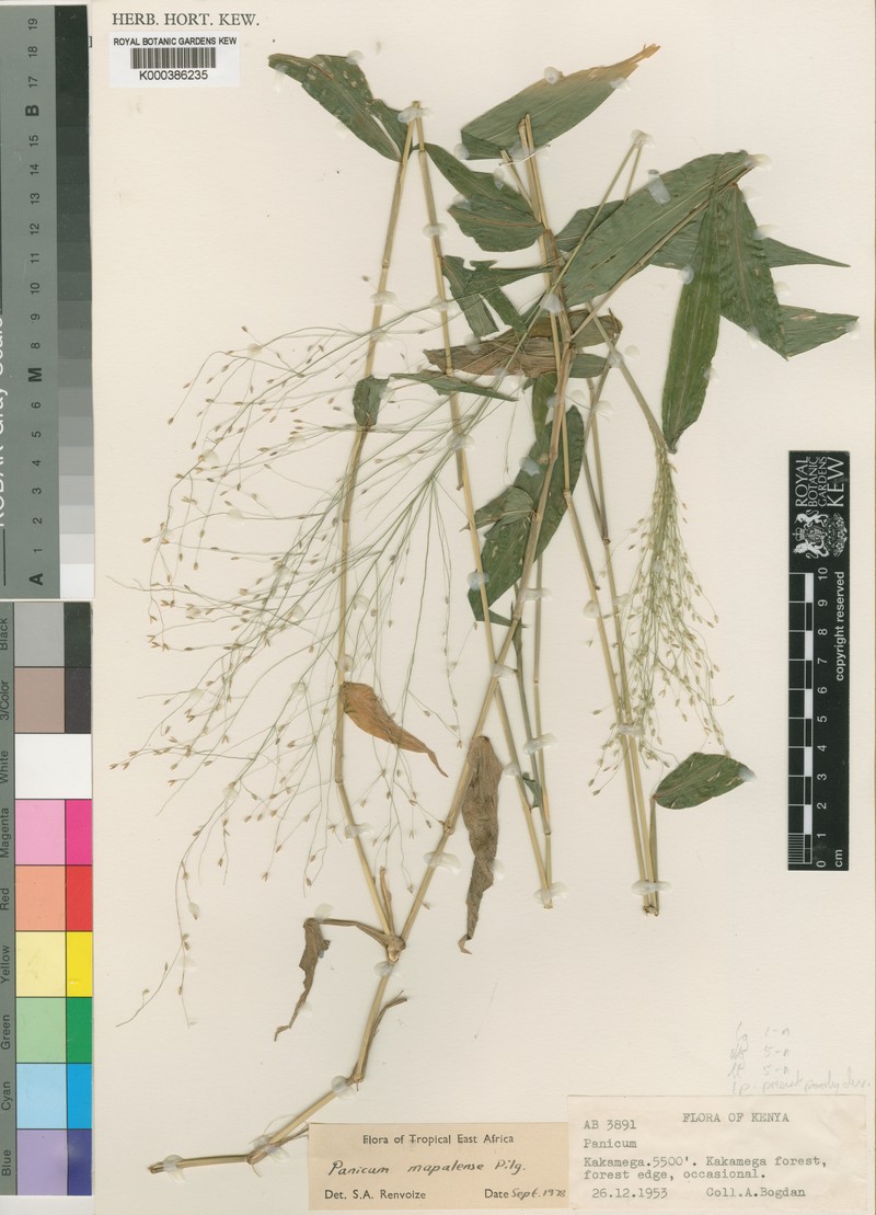 Panicum mapalense photo 2