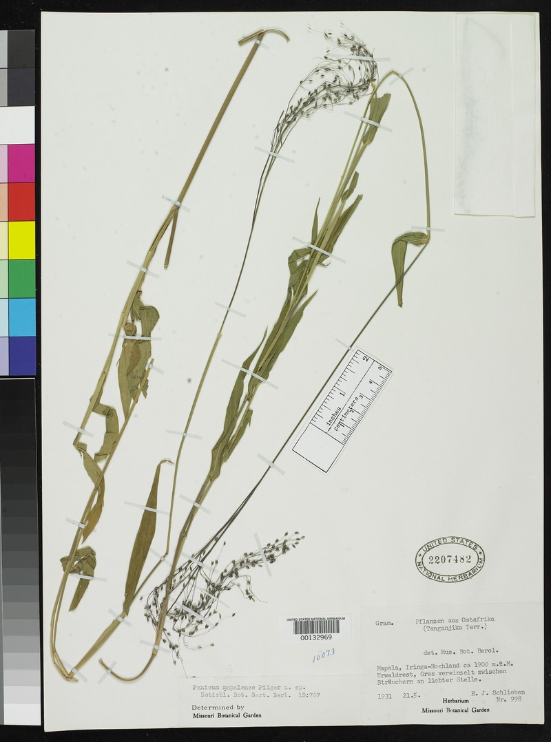 Panicum mapalense