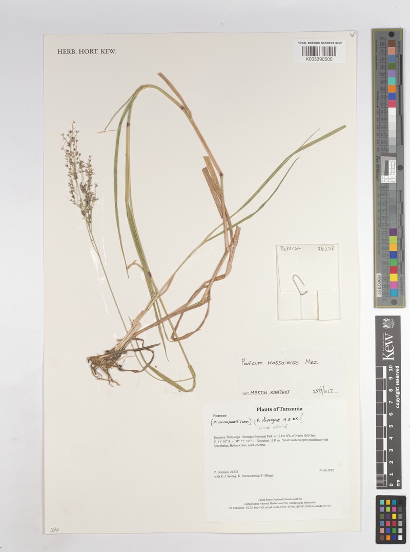 Panicum massaiense