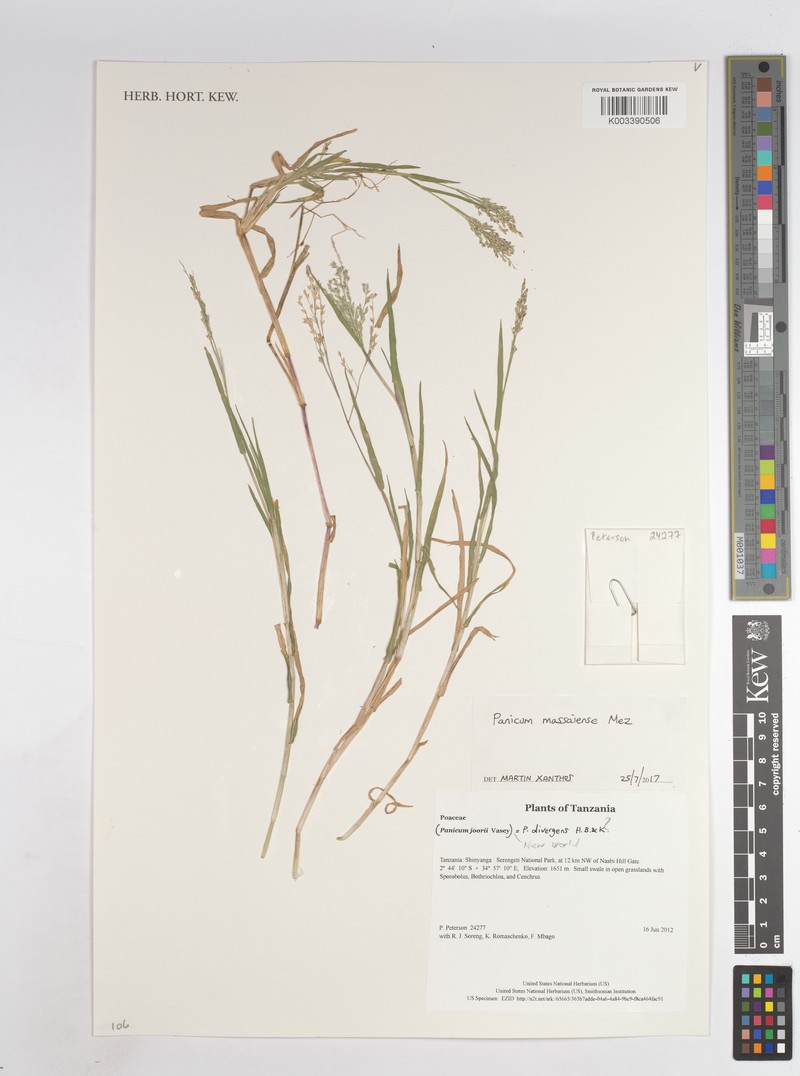 Panicum massaiense photo 2