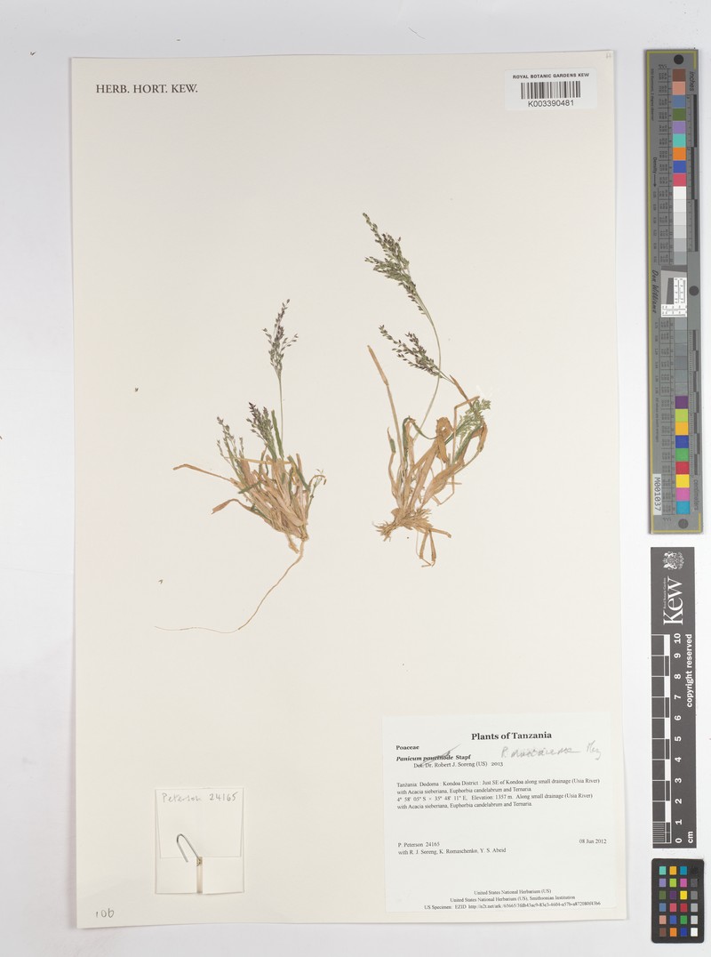 Panicum massaiense photo 3