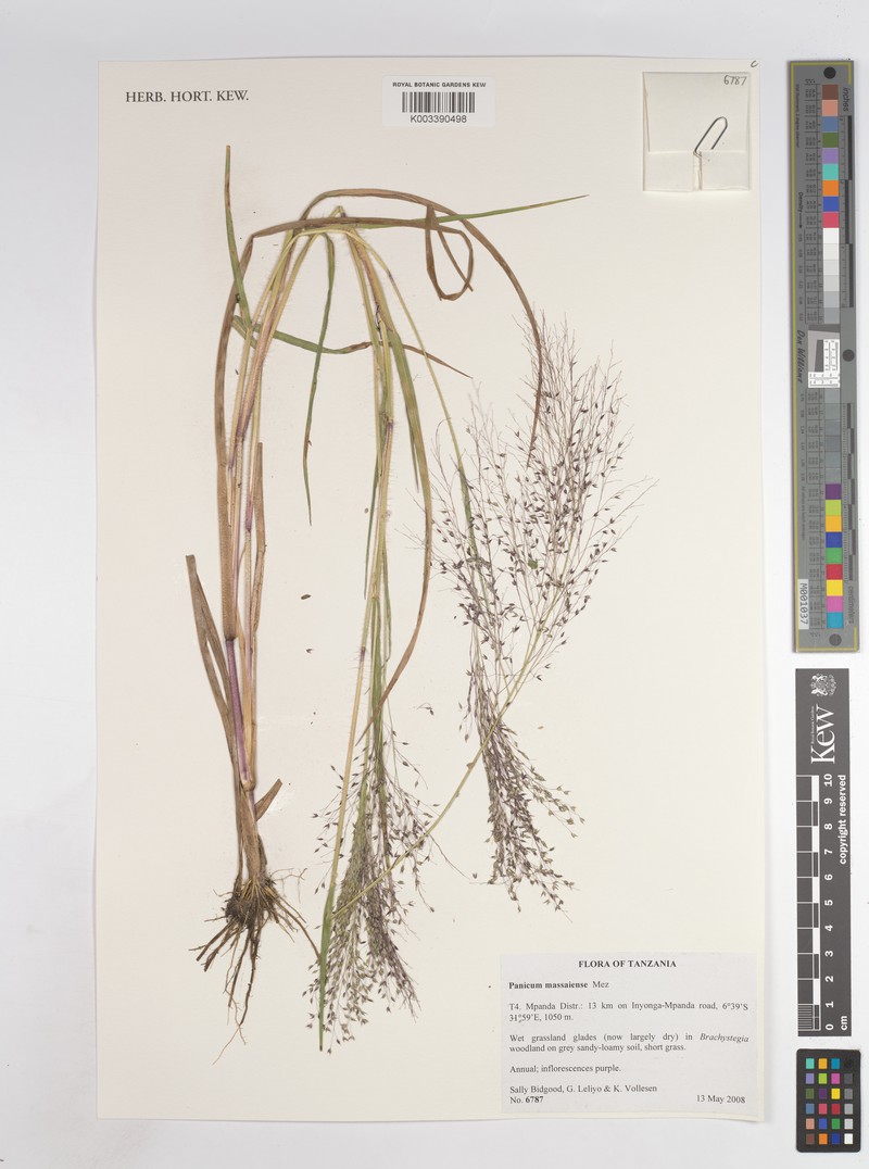 Panicum massaiense photo 4