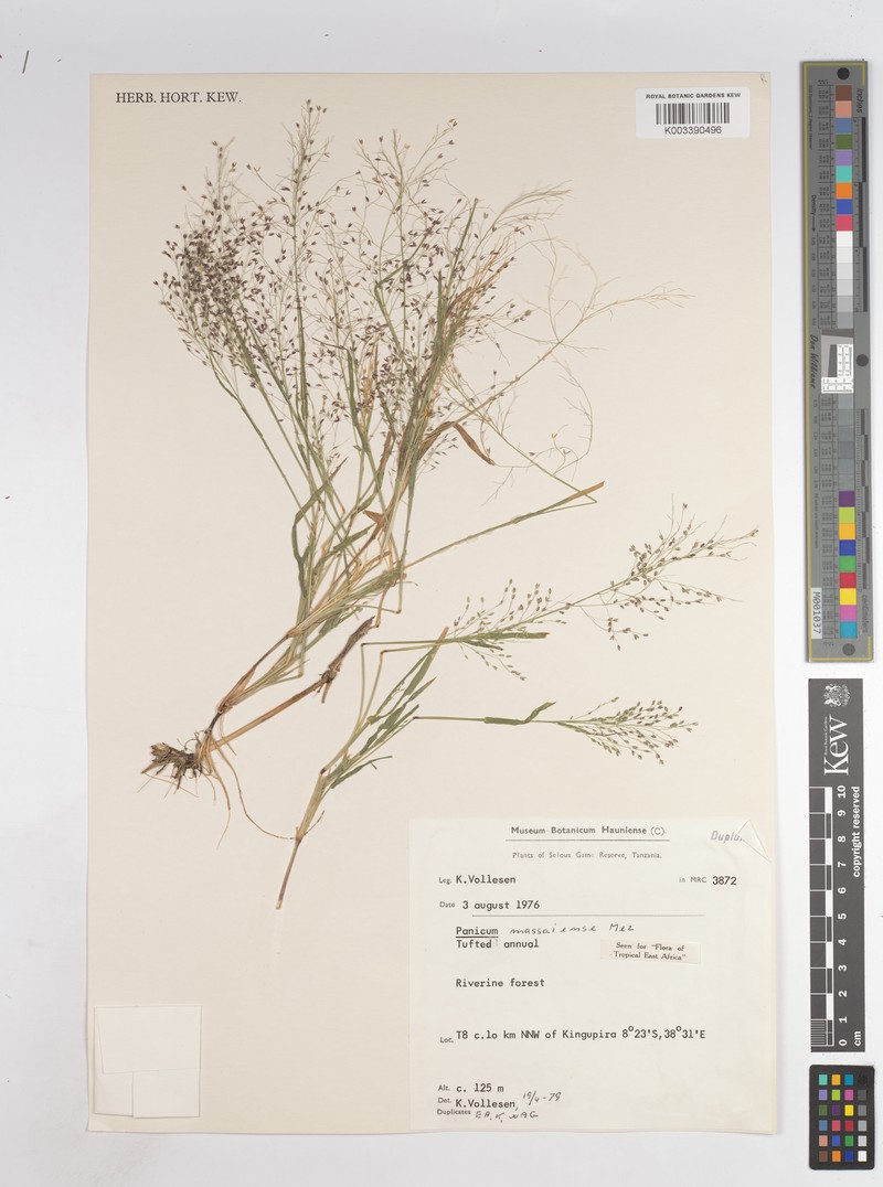 Panicum massaiense photo 5