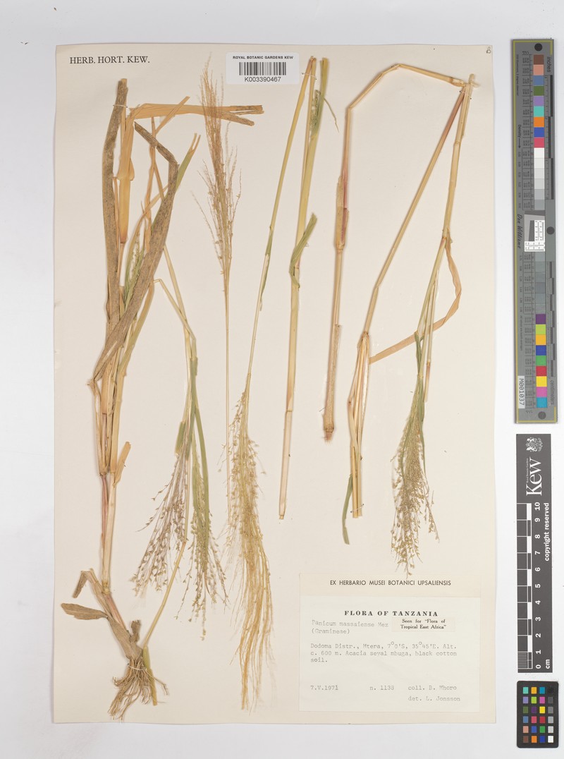 Panicum massaiense photo 6