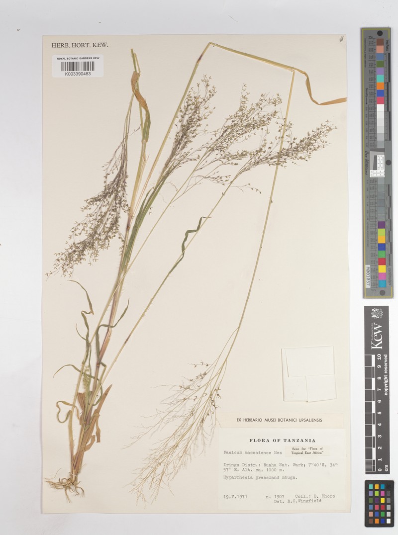 Panicum massaiense photo 7