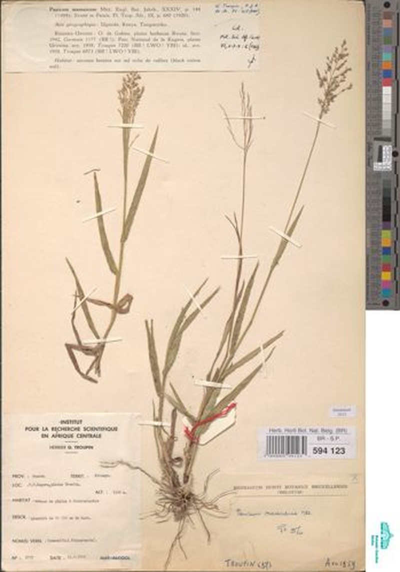 Panicum massaiense photo 8