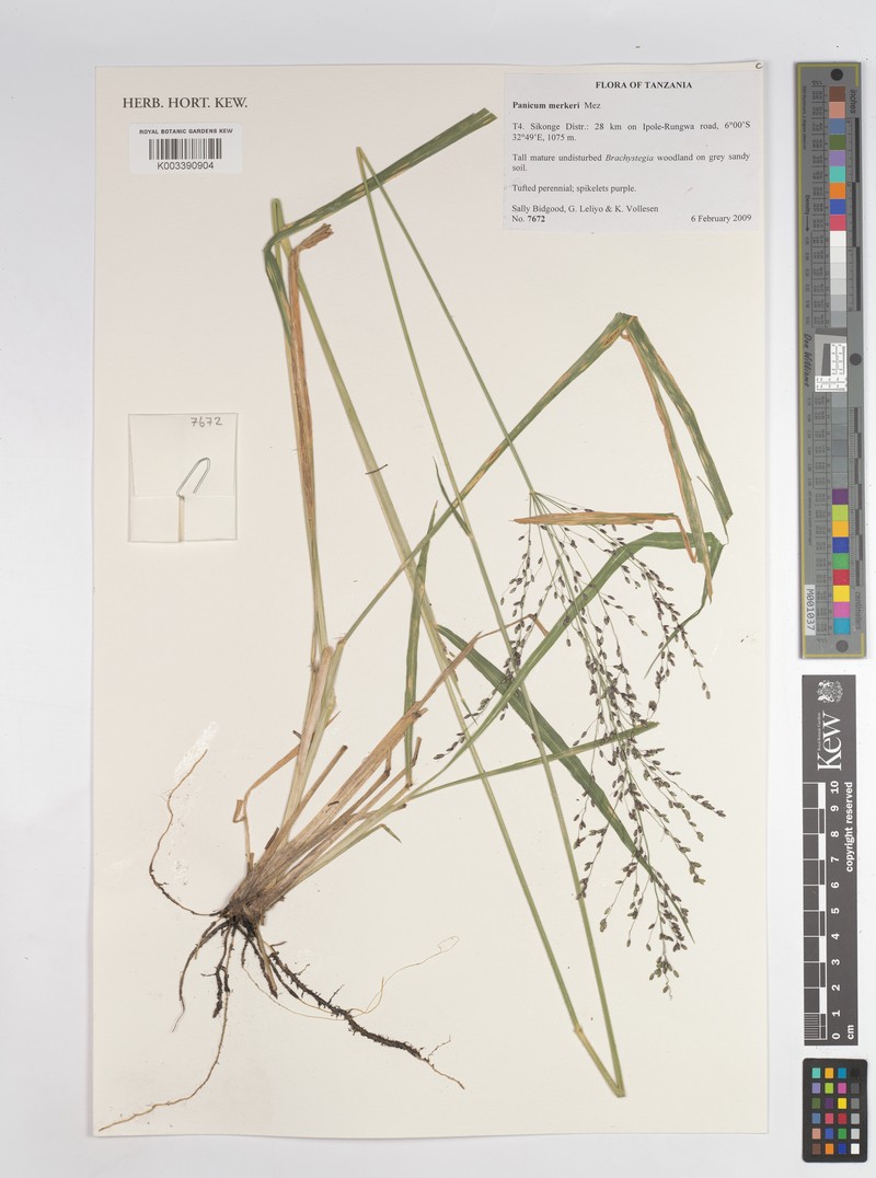 Panicum merkeri