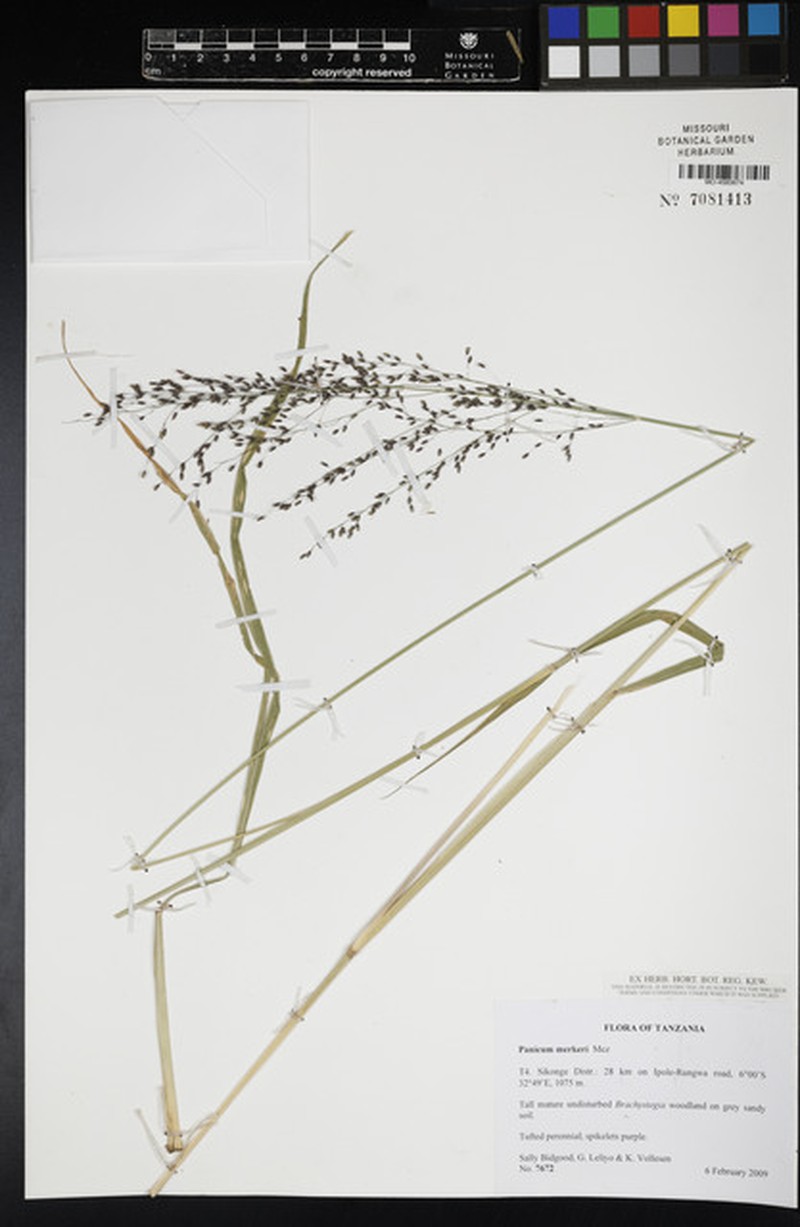 Panicum merkeri photo 2