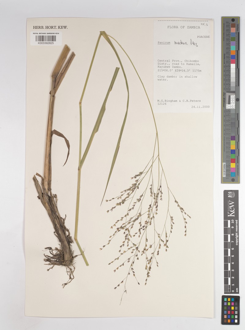 Panicum merkeri photo 3