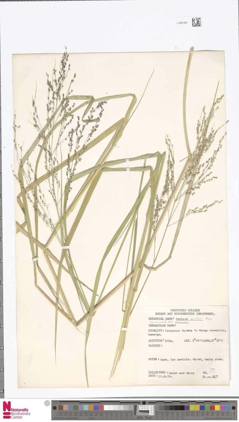 Panicum merkeri photo 4