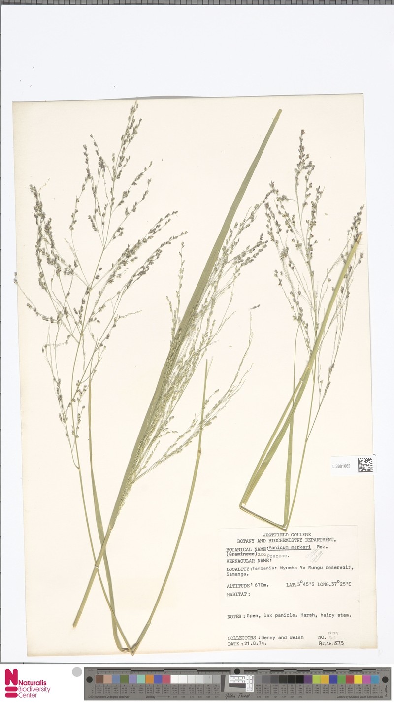 Panicum merkeri photo 5