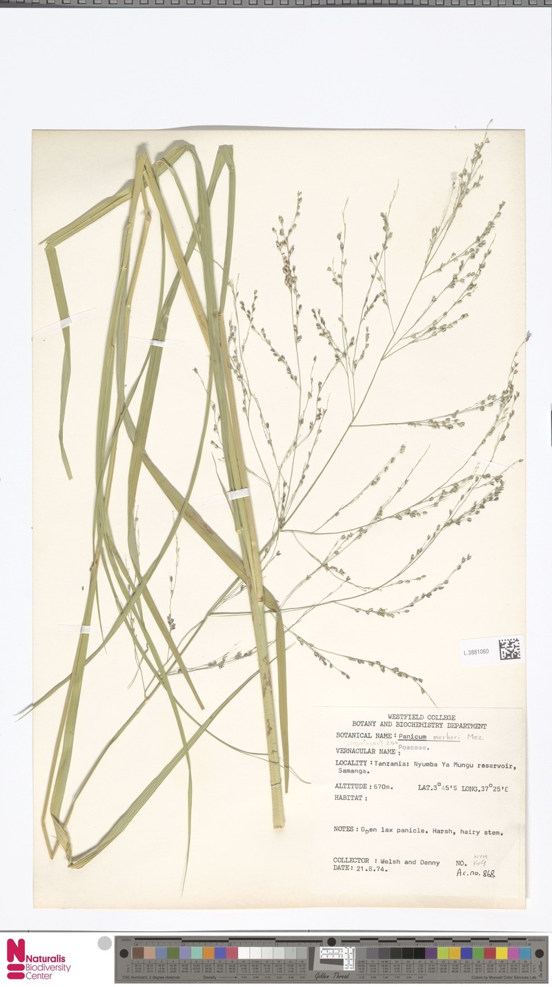 Panicum merkeri photo 6