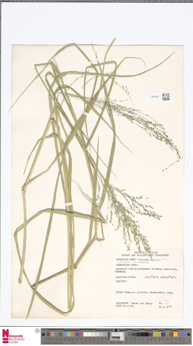 Panicum merkeri photo 7