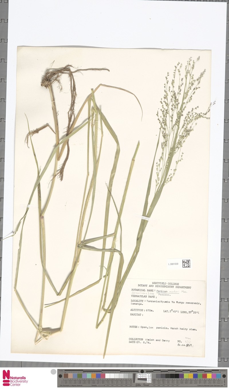 Panicum merkeri photo 8