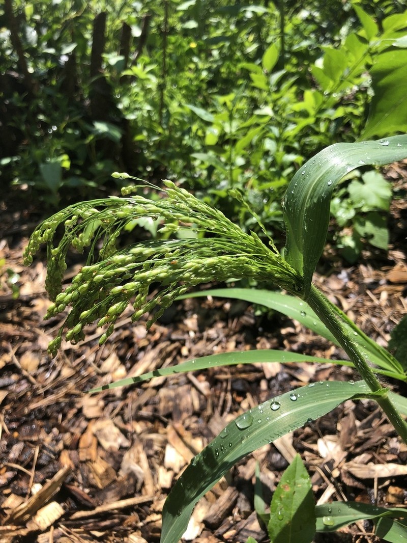 Proso Millet photo 2