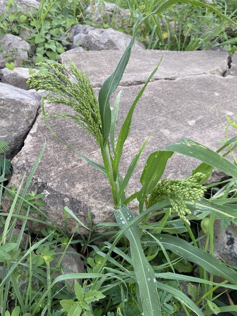 Proso Millet photo 3