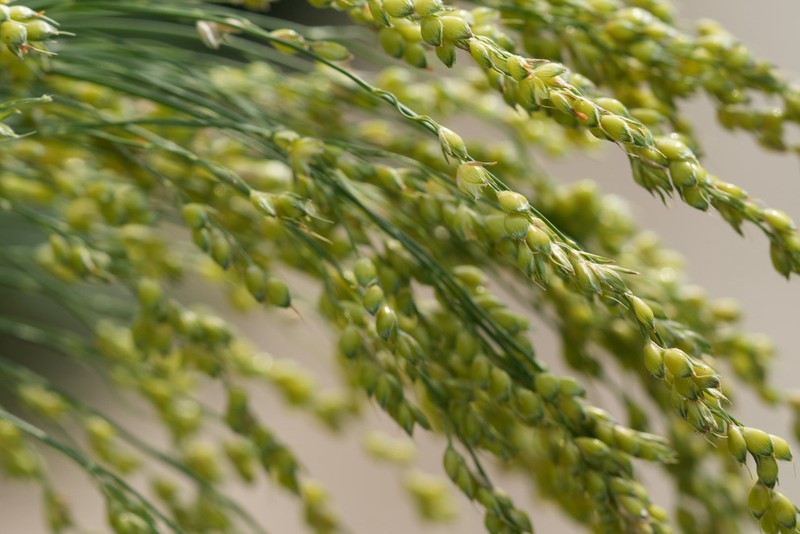 Proso Millet photo 4