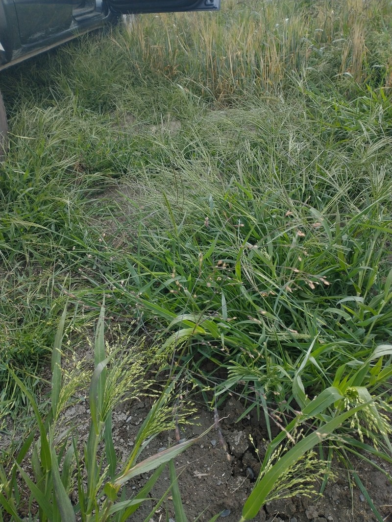 Proso Millet photo 5