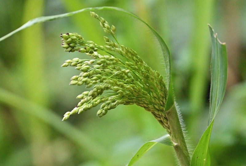 Proso Millet photo 6
