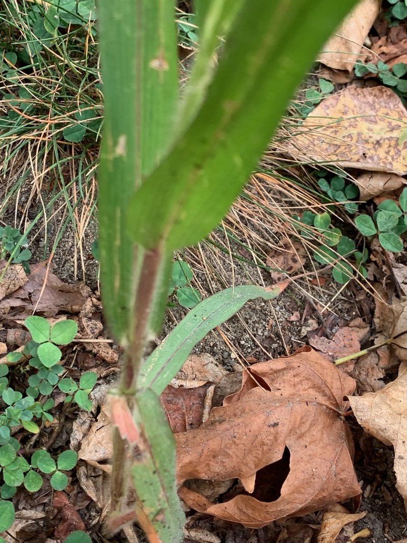 Proso Millet photo 7