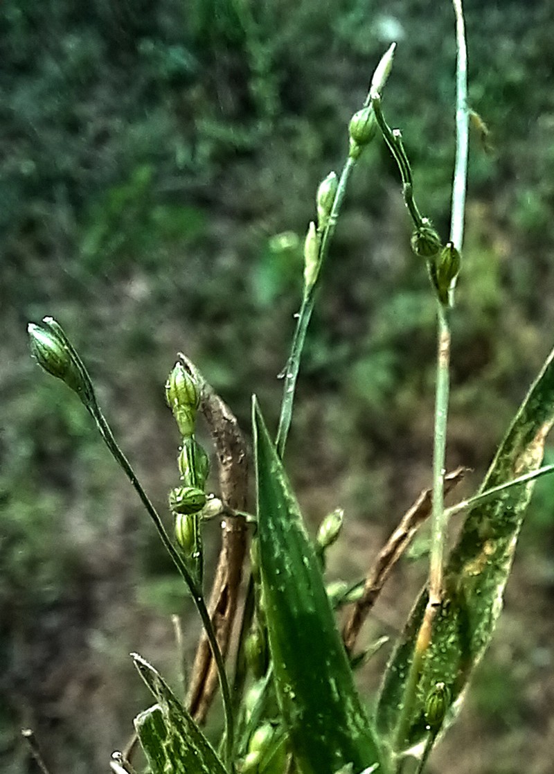 Proso Millet photo 8