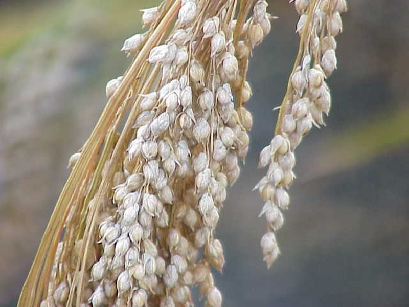 Proso Millet photo 2