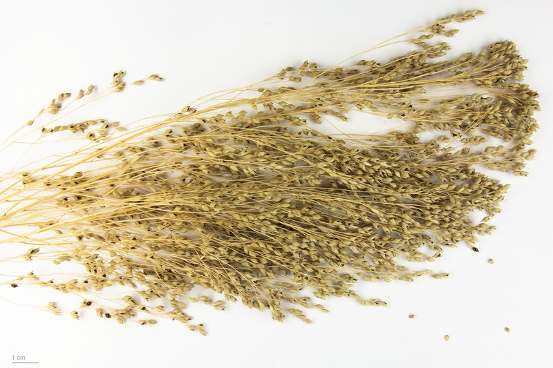 Proso Millet photo 3