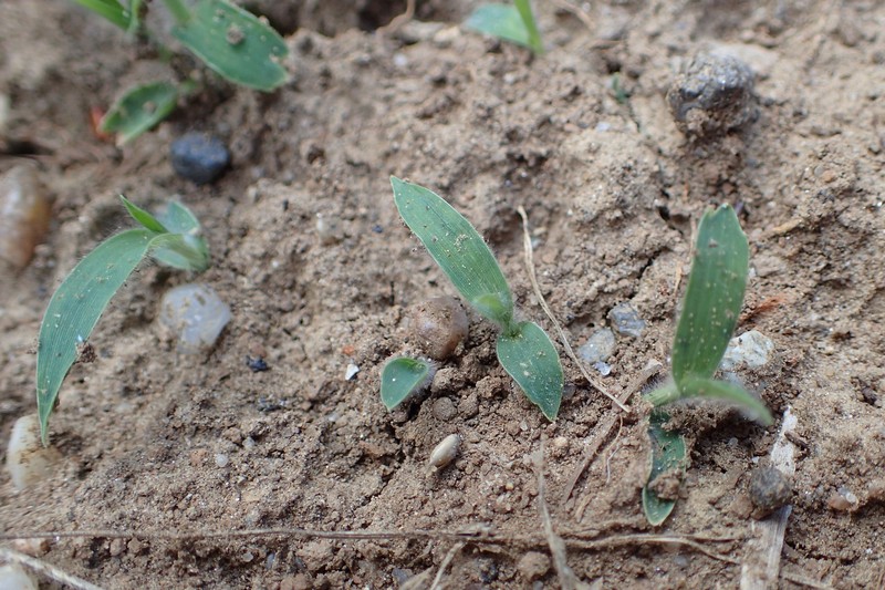 Proso Millet photo 4