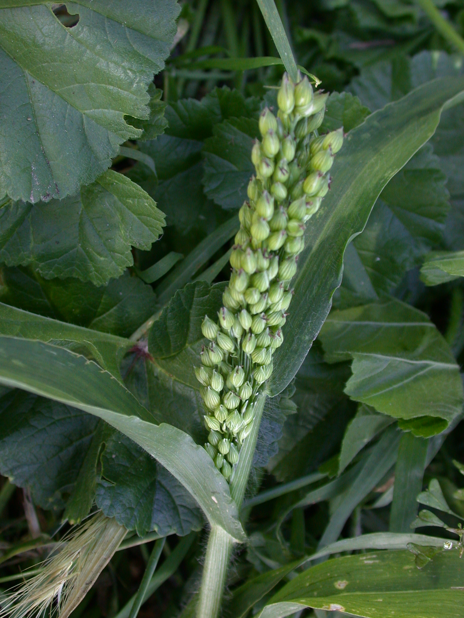 Proso Millet photo 5