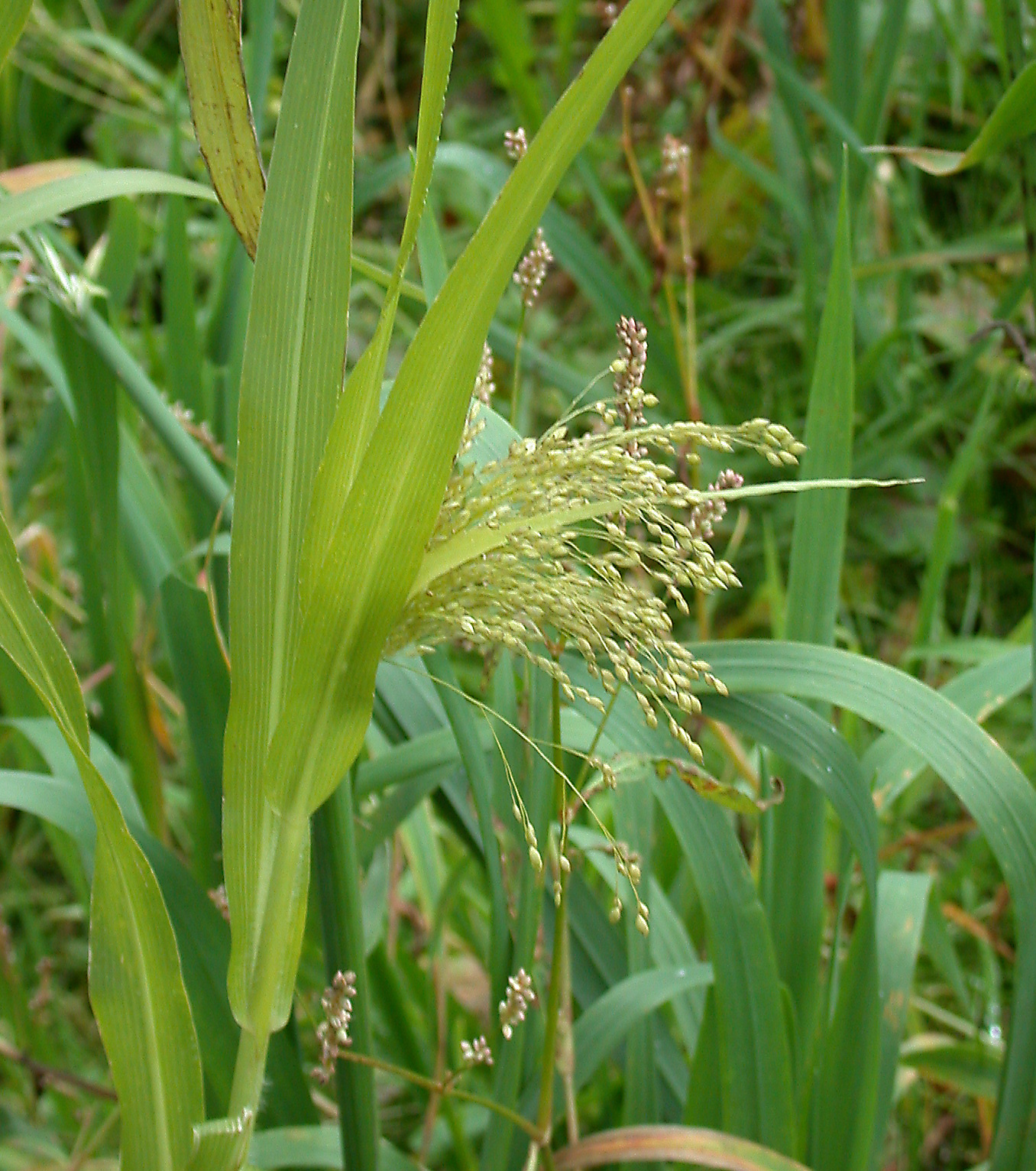 Proso Millet photo 6