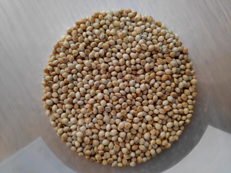 Proso Millet photo 7