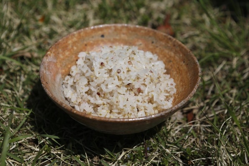 Proso Millet photo 8
