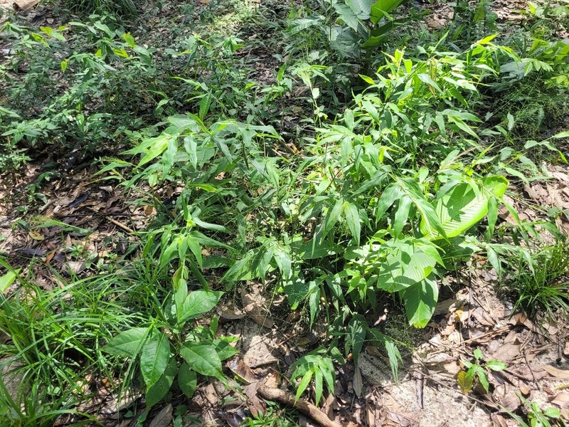Panicum millegrana
