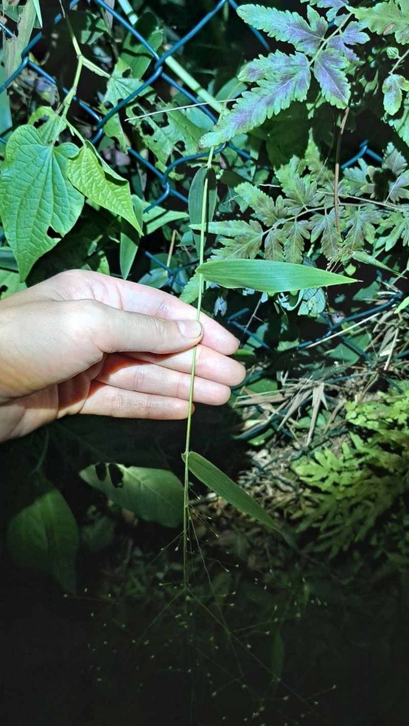 Panicum millegrana photo 2