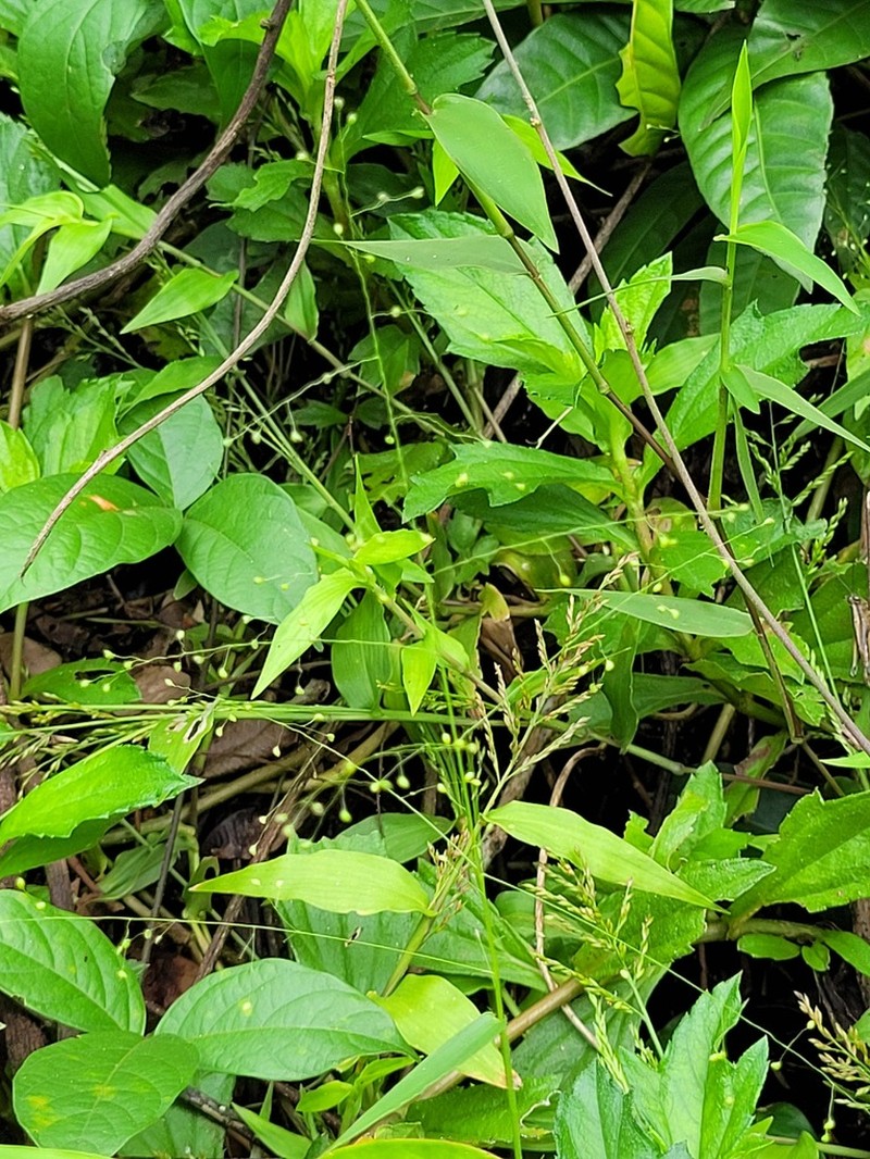 Panicum millegrana photo 3