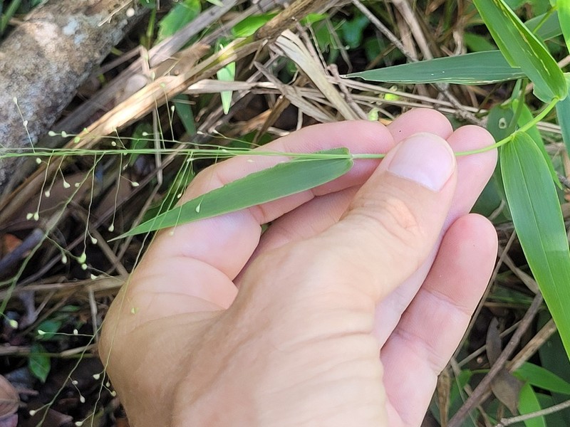 Panicum millegrana photo 4
