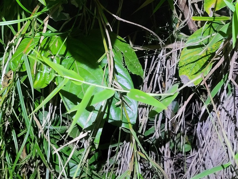 Panicum millegrana photo 5