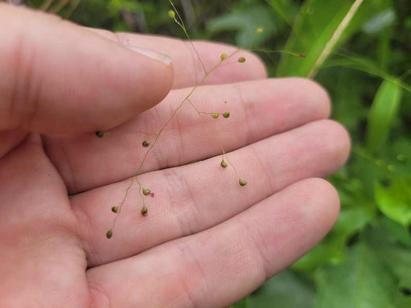 Panicum millegrana photo 6