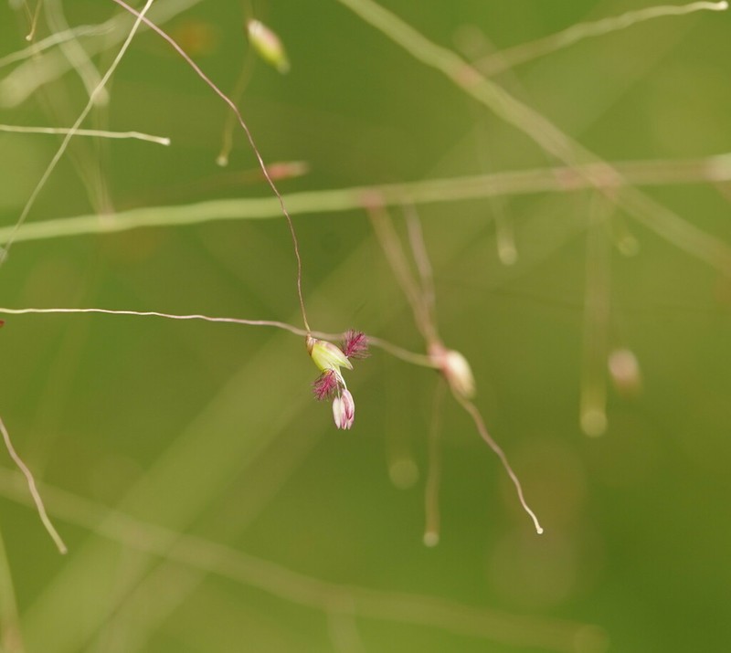 Panicum mindanaense