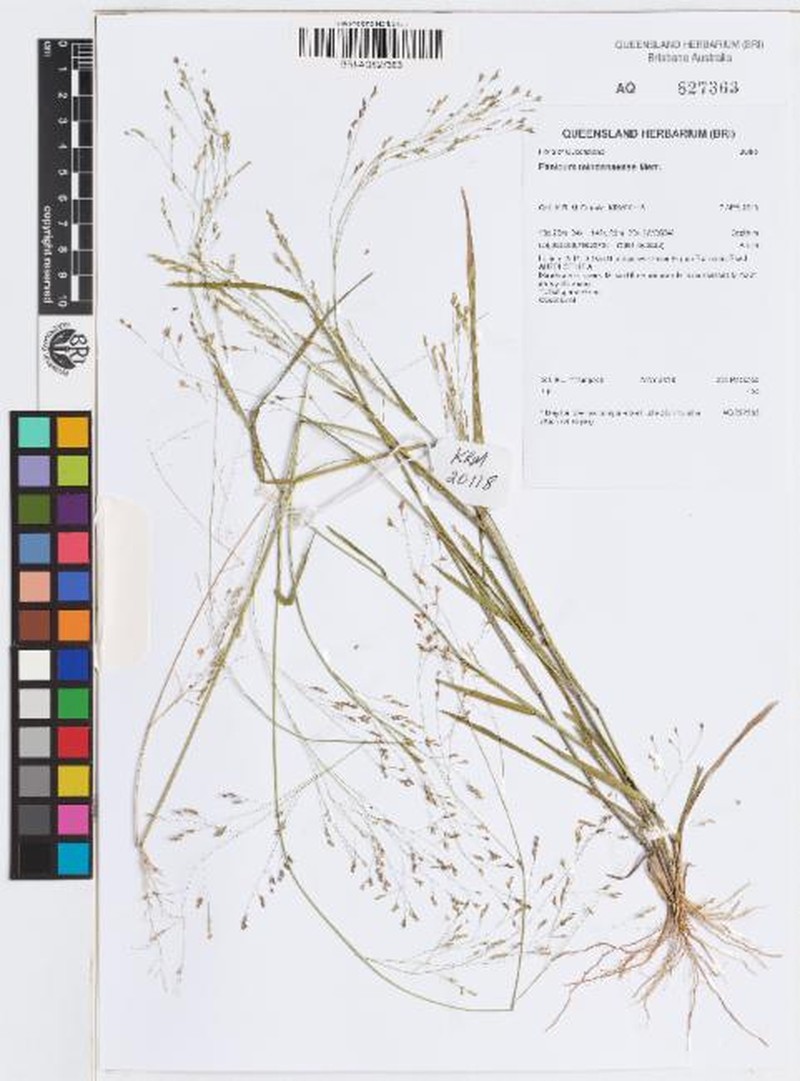 Panicum mindanaense photo 2