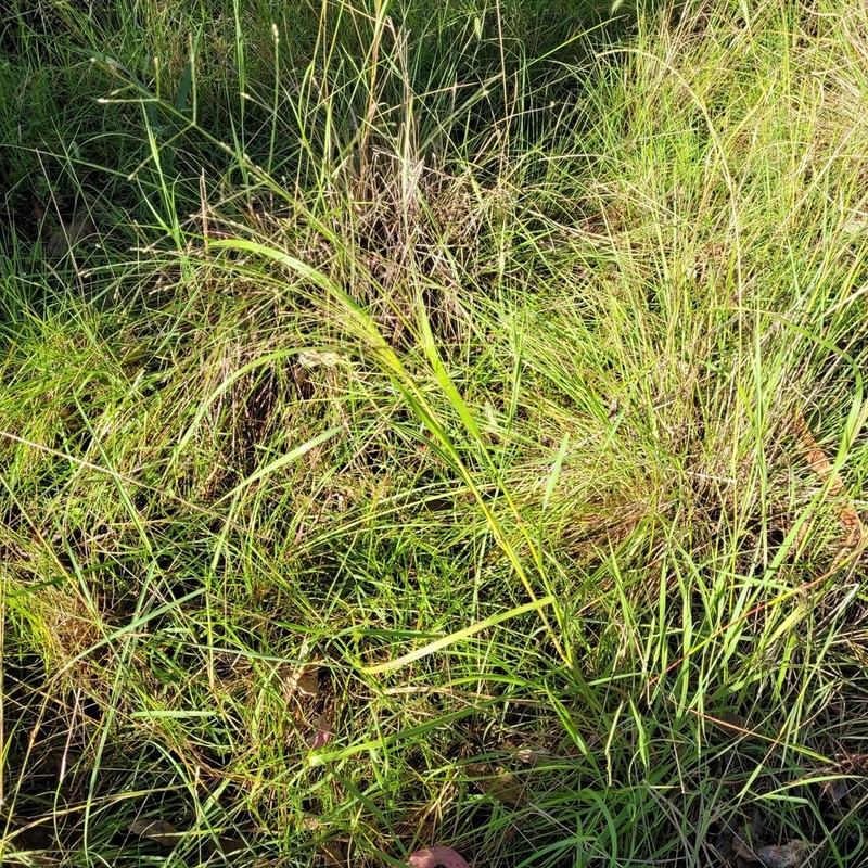 Panicum mitchellii